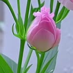 sosalwarker6 profile picture