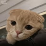 souleditz88 profile picture