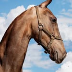 southafricanhorseculture profile picture