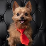 southbaykinglouie profile picture