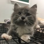 southkingstownanimalshelter profile picture