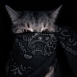 soyjohhann profile picture