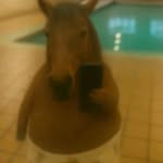 soyrolis profile picture