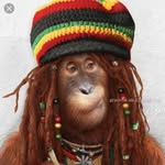spaceapez profile picture