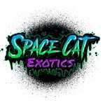 spacecatexotics profile picture