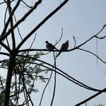 sparrow.hazel profile picture