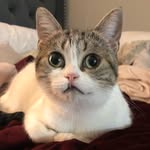 sparrowmcsnaggles profile picture