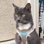 specialgraciecat profile picture