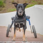 speedy_on_wheels profile picture