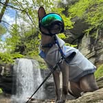 sphynx.please profile picture