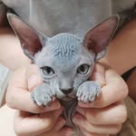sphynxloversig profile picture