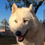 spirit.wwolfs profile picture