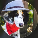 spirit_the_setter profile picture