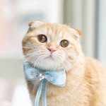 spongecake_thescottishfold profile picture