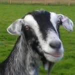 spoonatronhart profile picture