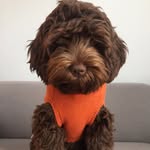 spoonerdoodle profile picture