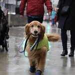 sporty_thedog profile picture