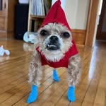 spud.the.cryptid profile picture