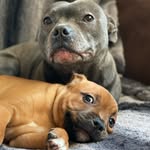 spudandlolastaffords profile picture