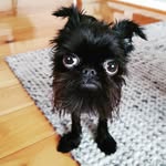 squidthegriff profile picture
