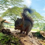 squirrel_alvinn profile picture