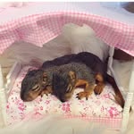 squirrelgirlstexas profile picture