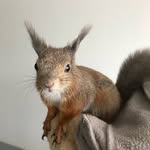 squirrelkiisu profile picture