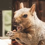 squirrels_party_of_two profile picture