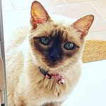 squishy_furbaby17 profile picture