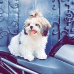sree_nani_official profile picture