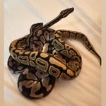 ssmreptils profile picture