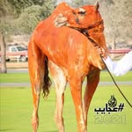ssmsar.al.hejan profile picture