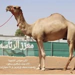 ssmsr_hajan_2 profile picture