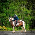 stablelundteigennorway profile picture
