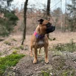 staffygirls_akasha__avani_ profile picture
