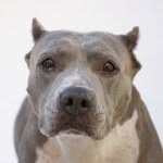 standupforpitsfoundation profile picture