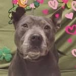 stanislaus_shelter_friends profile picture
