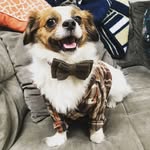 stanleytuccithedog profile picture