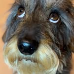 stanthehotdawg profile picture