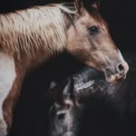 stargazer_and_nora profile picture