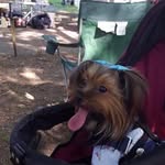 starscott411 profile picture