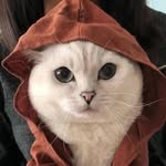 starshi_o3 profile picture