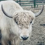 staryakranch profile picture