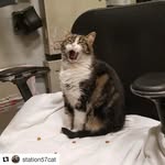 station57cat profile picture
