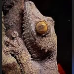 steffen_reptiles profile picture