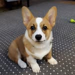stein.the.corgi profile picture