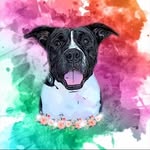 stella.bull.bella profile picture