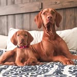 stella_and_summit profile picture