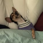 stellagotherbarkback profile picture