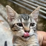 stephania_girlcat profile picture